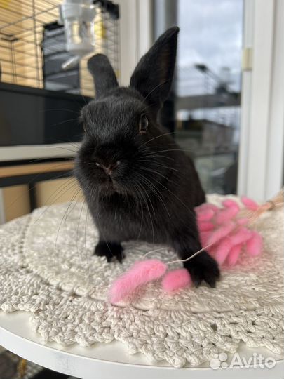 Декоративный, карликовые кролики