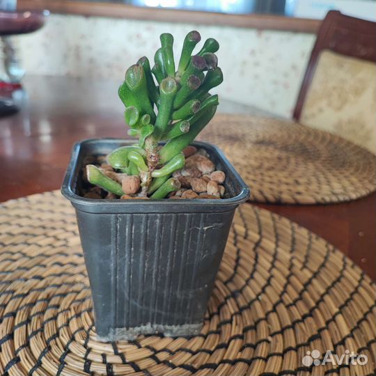 Крассула Голлум толстянка