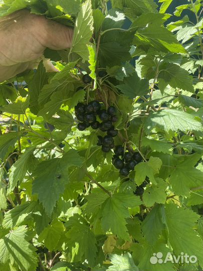 Куст черной смородины