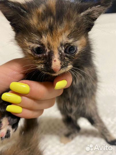 Котята в добрые руки бесплатно