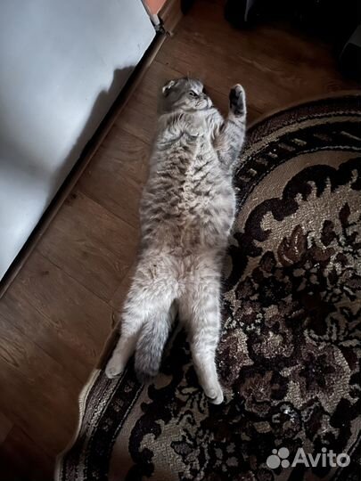 Британский вислоухий кот