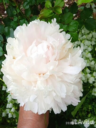 Цветы садовые