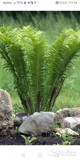 Папортник Страусиное перо тибетская малина