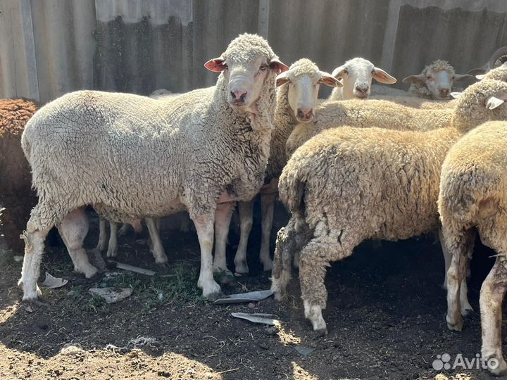 Племенной баран