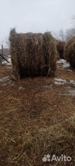 Сено в рулонах 2023года