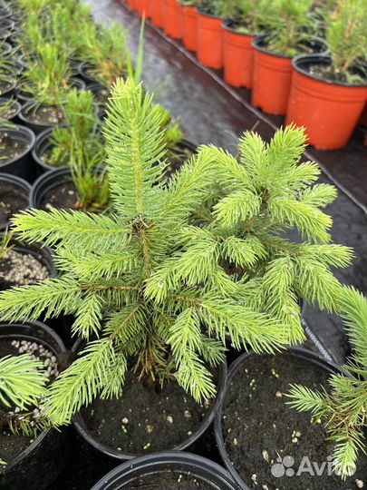 Ель колючая Глаука зелёная