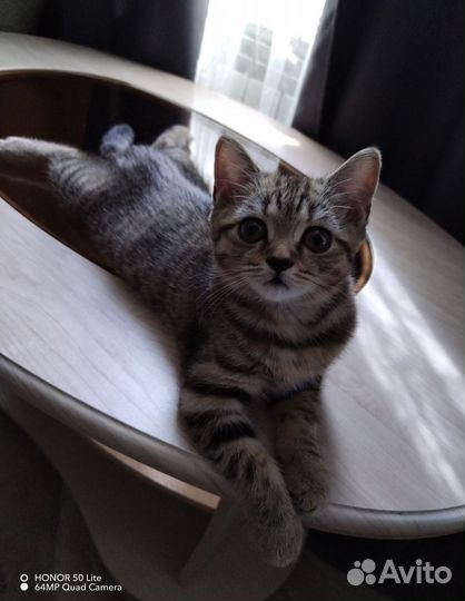 Кошка в добрые руки