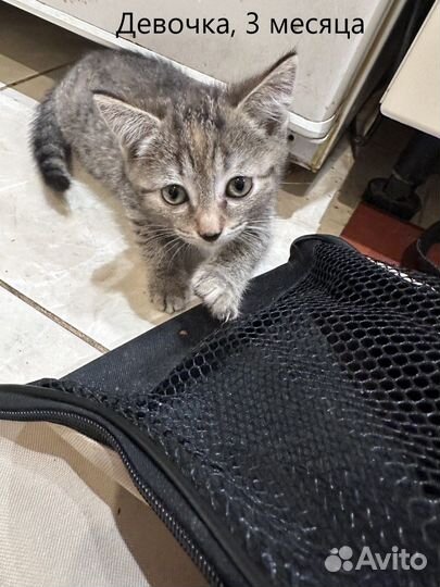 Котята в добрые руки