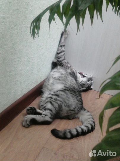 Ищем кошку для вязки