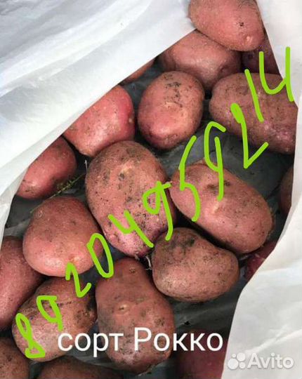 Картофель семенной