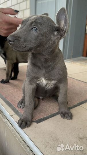 Малинуа, Хердер