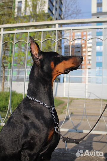 Доберман для фотосессии