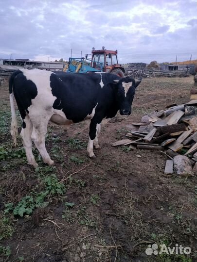 Быки на племя