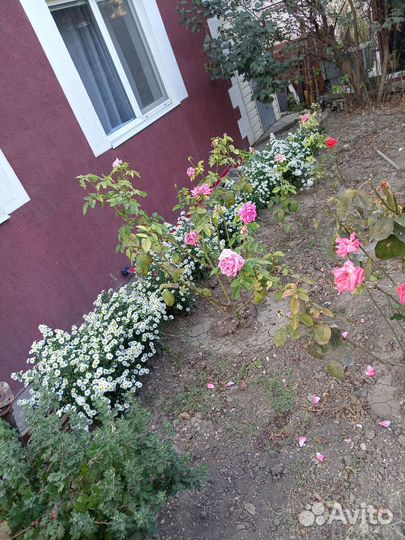 Растения для сада