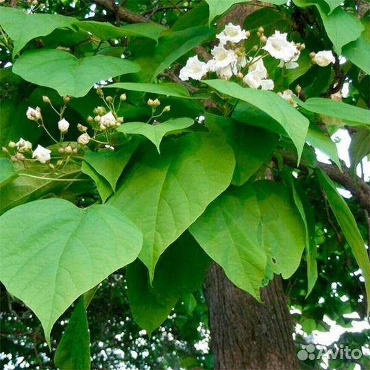 Катальпа бигнониевидная Catalpa bignonioides семен