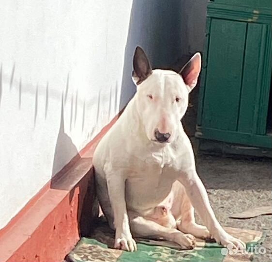 Стандартный бультерьер