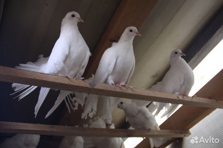 Продам Голубей