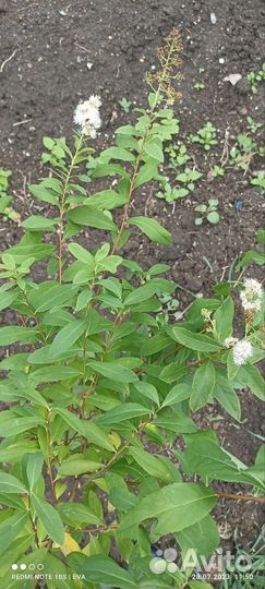 Спирея японская