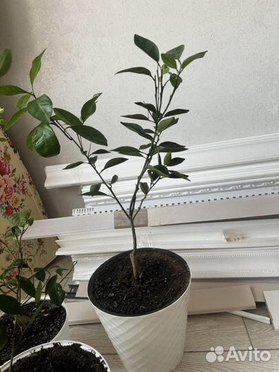 Лимон комнатный