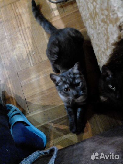 Кот в добрые руки