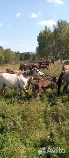 Лошадь жеребец