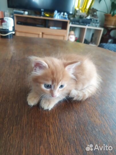 Метисы бенгала