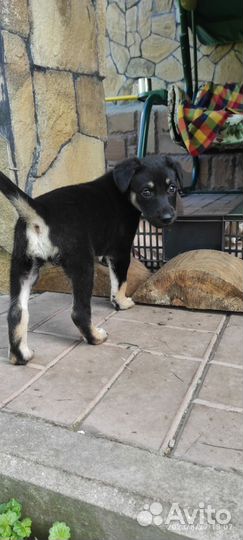 Щенок девочка Грейси в добрые руки