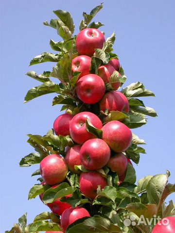 Колоновидные яблони. Саженцы