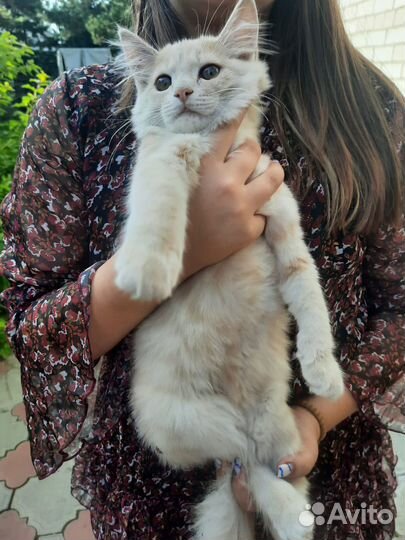 Уличная кошка