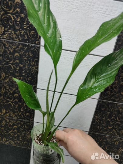 Спатифиллум Диамант вариегатный