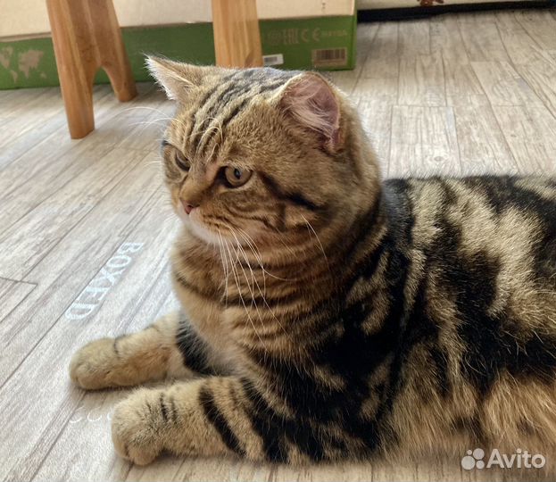 Кот для вязки, шотландский, прямоухий