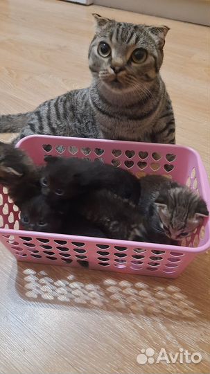 Котята в добрые руки 1 месяц