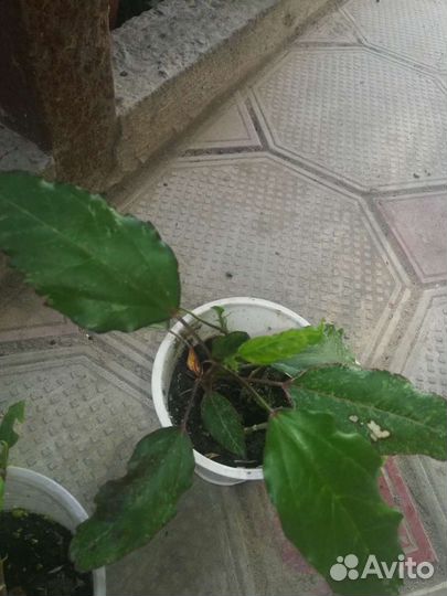 Гибискус китайская роза