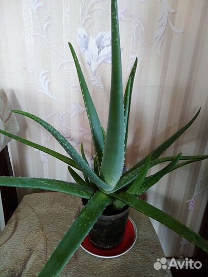 Алоэ вера