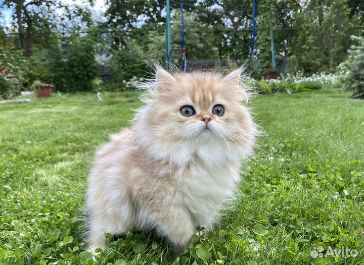 Длинношерстные британские шиншиллы