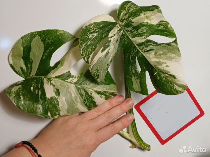 Монстера вариегатная альба