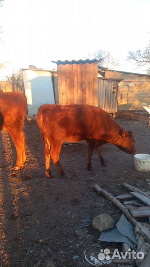 Корова дойная с теленком
