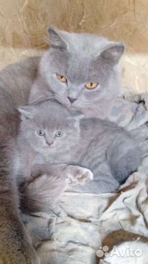 Британская кошка