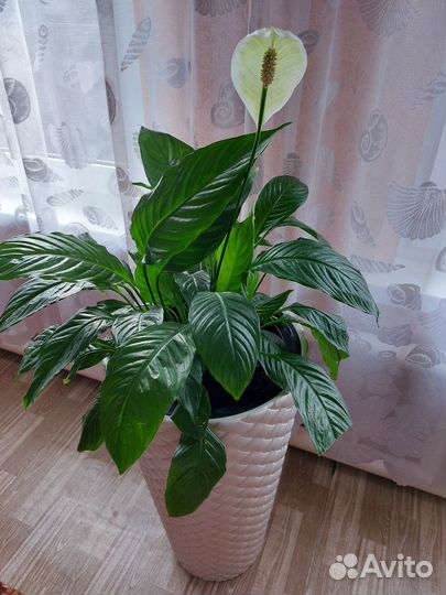 Спатифиллюм Уоллиса