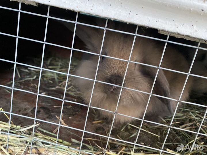 Декоративные кролики