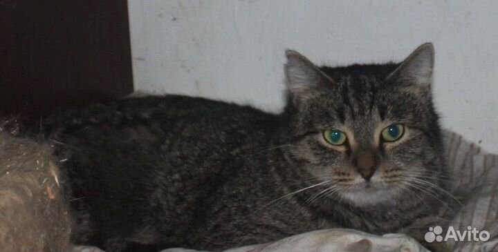 Кошка в дар