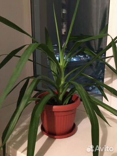 Комнатные цветы