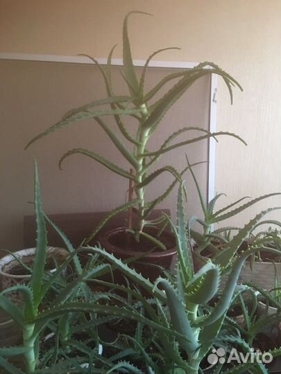 Растения Алое, денежное дерево Толстянка, Декабрис