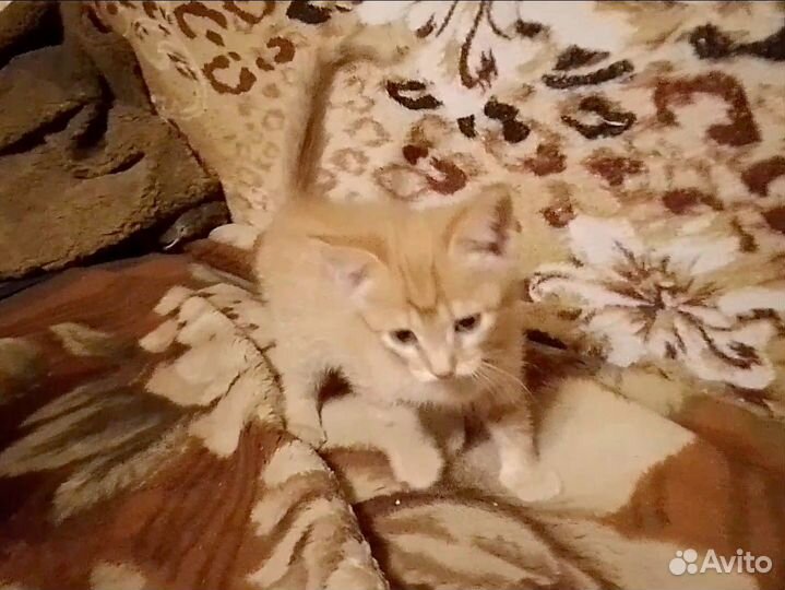 Котёнок (девочка) в добрые руки
