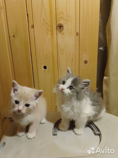 Котята в дар