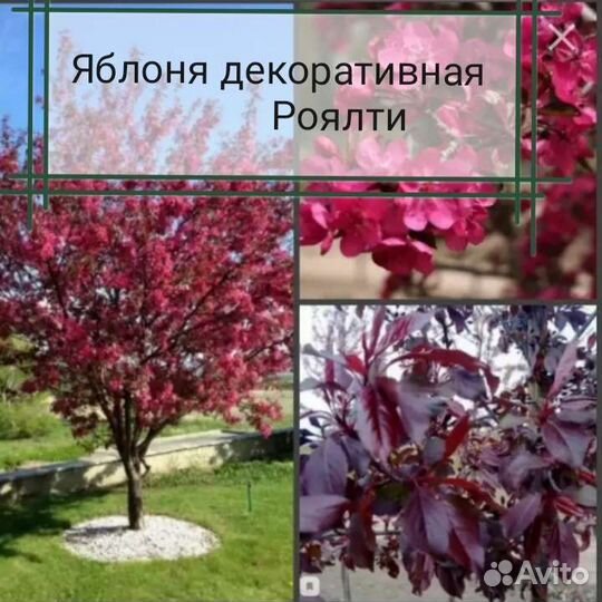 Роялти яблоня декоративная