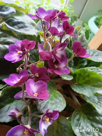 Фиалка, диффенбахия, аспарагус