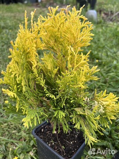 Туя западная Янтарь,Рейнголд