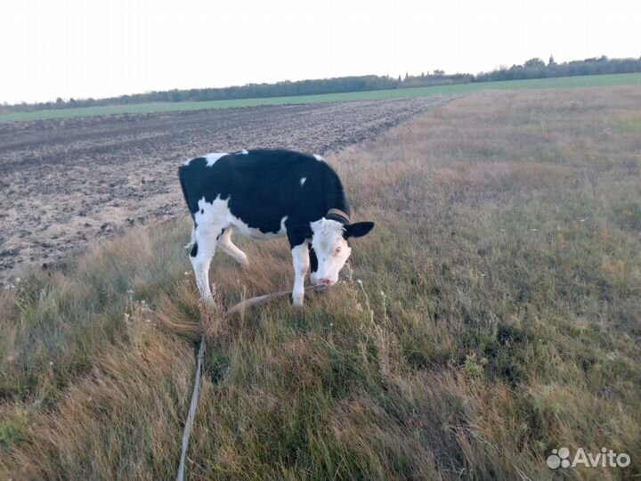 Продам 2 тёлок