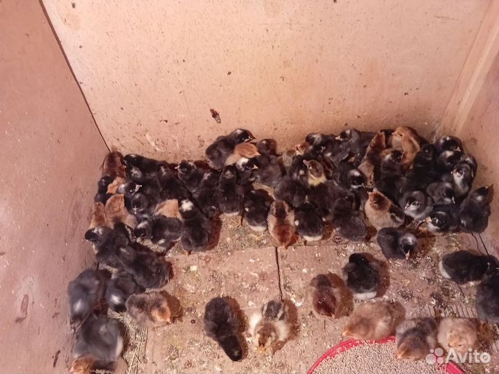 Цыплята суточные Амрокс,кучинская юбилейная